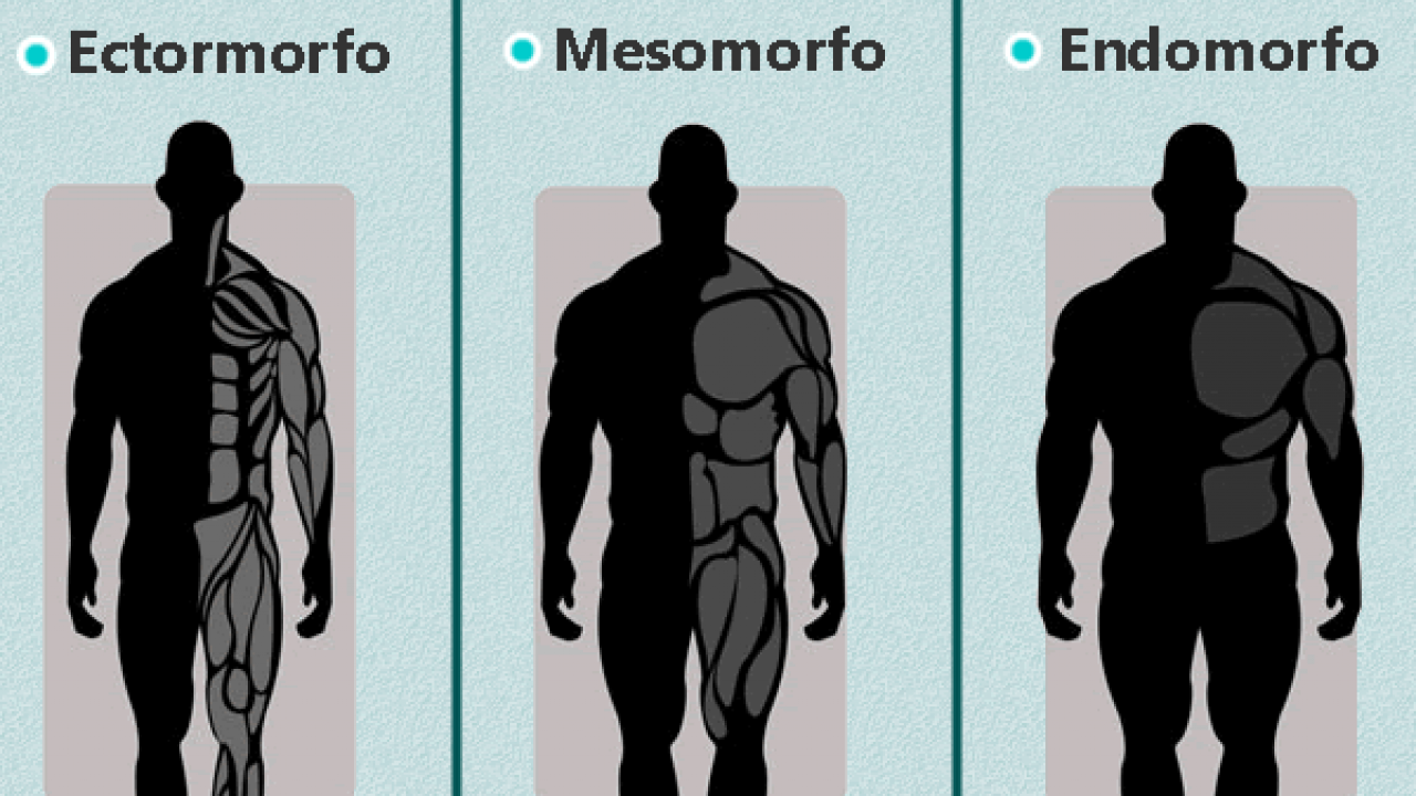 ectomorfo-mesomorfo-e-endomorfo